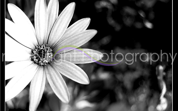 DSC_0682_BW