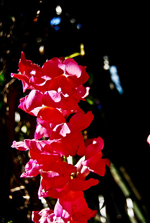 DSC_0731