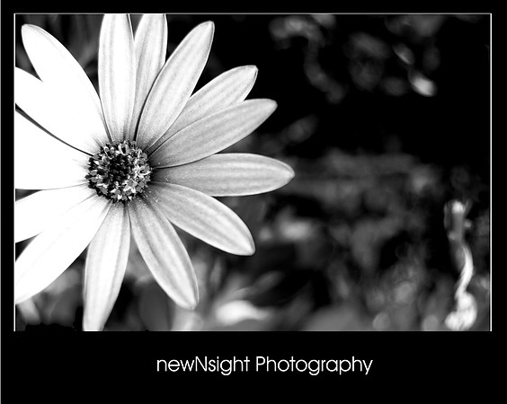 DSC_0682_BW