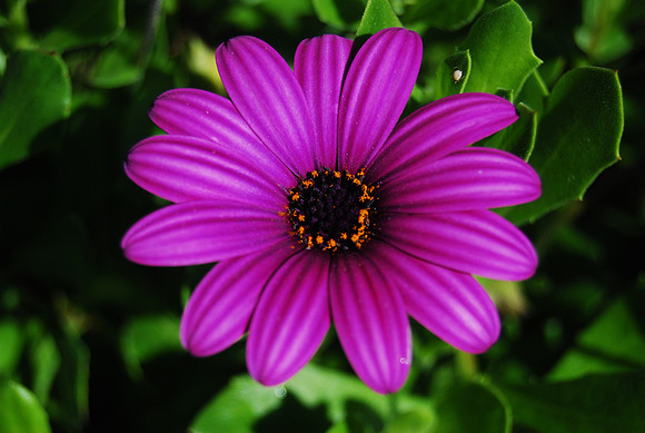 DSC_0417