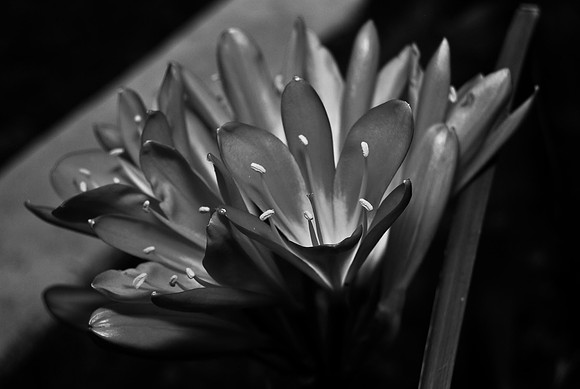 DSC_0033